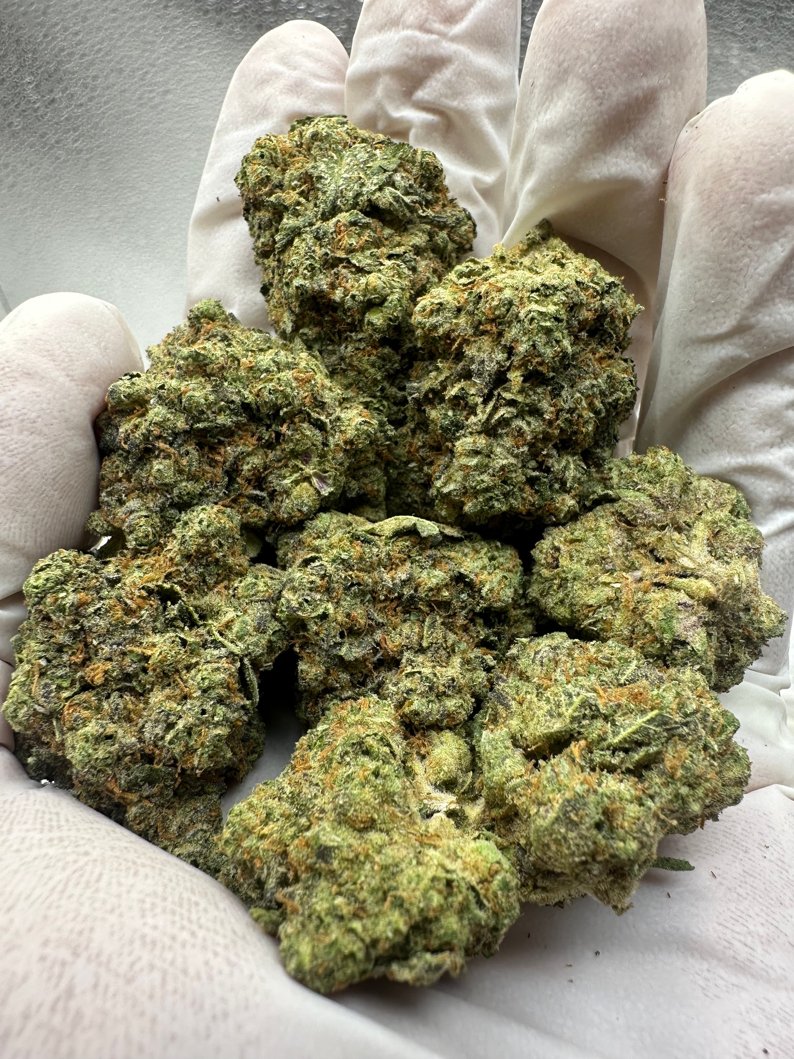 Gary Payton, Small, representative photo of this strain