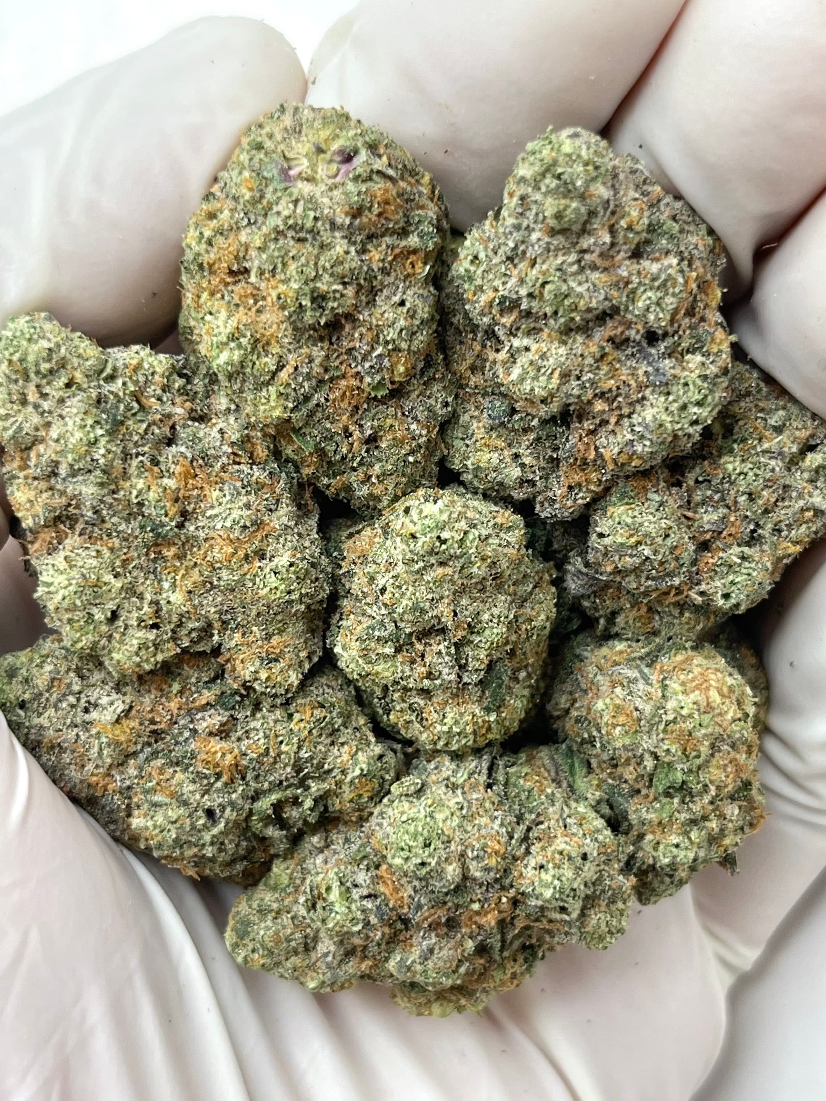 Animal Funk, Small, representative photo of this strain